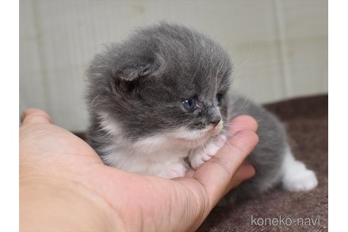 成約済の愛知県のスコティッシュフォールド(折れ耳)-67277の2枚目